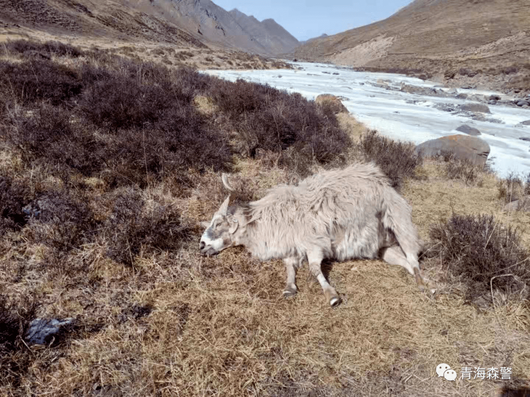 详细阅读:虎扑体育-关于川蜀暴熊队对阵川蜀雪豹队,自行车巡回赛守住胜果,细节决定成败——黑马成最大惊喜的信息 虎扑体育-关于川蜀暴熊队对阵川蜀雪豹队,自行车巡回赛守住胜果,细节决定成败——黑马成最大惊喜的信息
